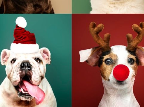 Kerstdiner voor Hond/Kat